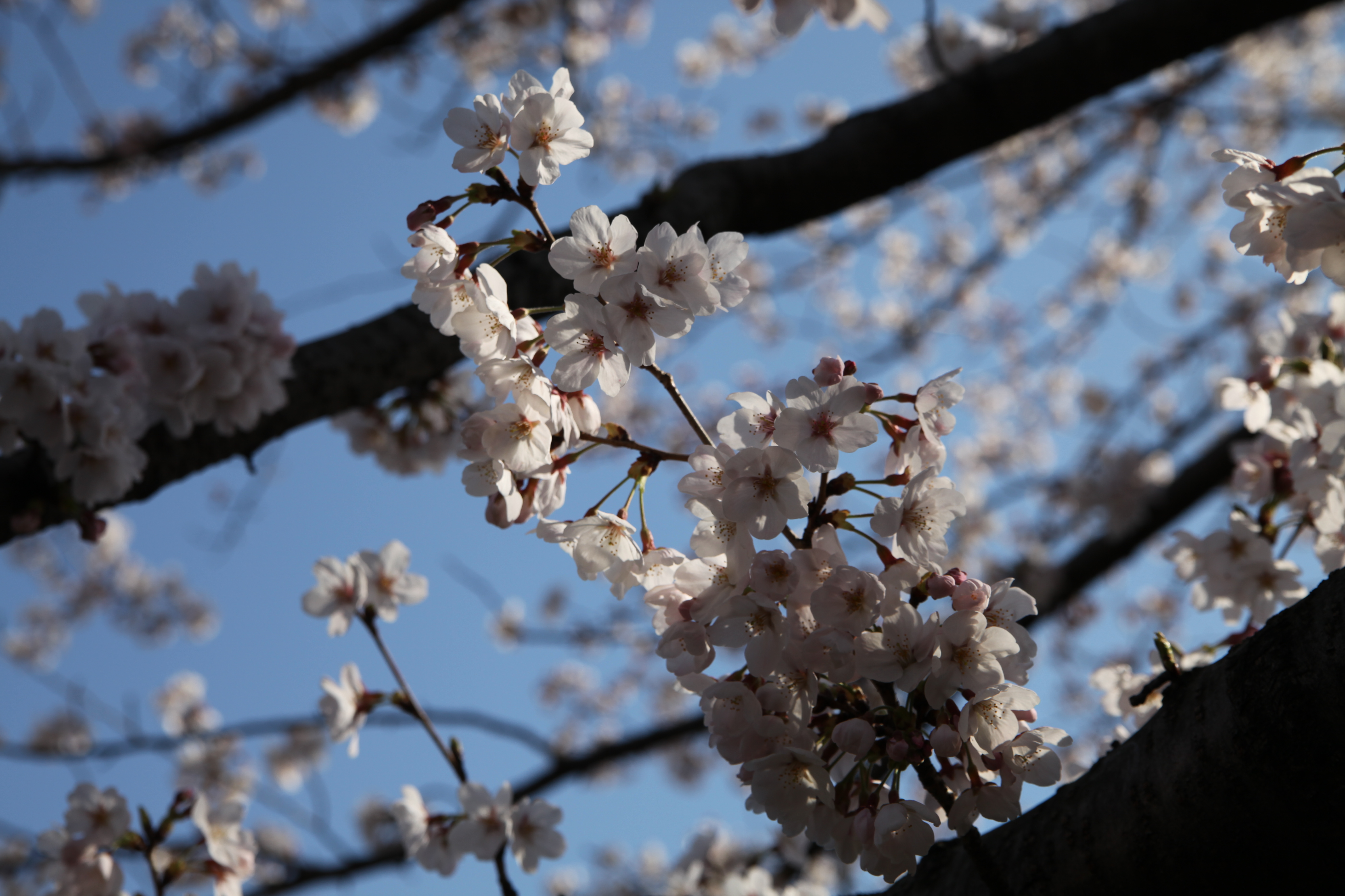IMG_2094.JPG(4700 Kbyte)