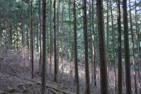 ゆるやかな斜面