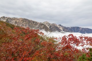 ナナカマドと白馬三山
